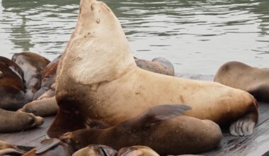 Chonkers the sea lion draws crowds to San Francisco's Pier 39