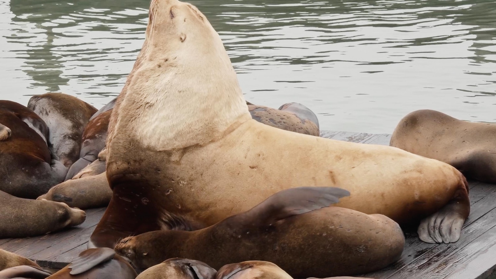 Chonkers the sea lion draws crowds to San Francisco's Pier 39