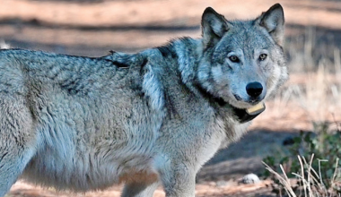 California Confirmed 21 Gray Wolf Livestock Attacks in the First 3 Months of 2026