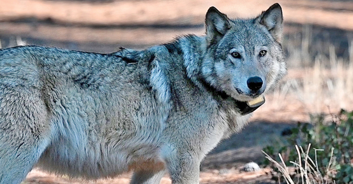California Confirmed 21 Gray Wolf Livestock Attacks in the First 3 Months of 2026