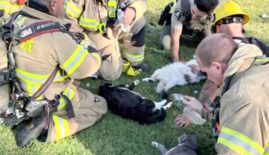California Firefighters Revive 4 Cats Found Unconscious with 'Mouth-to-Snout' CPR After Apartment Fire