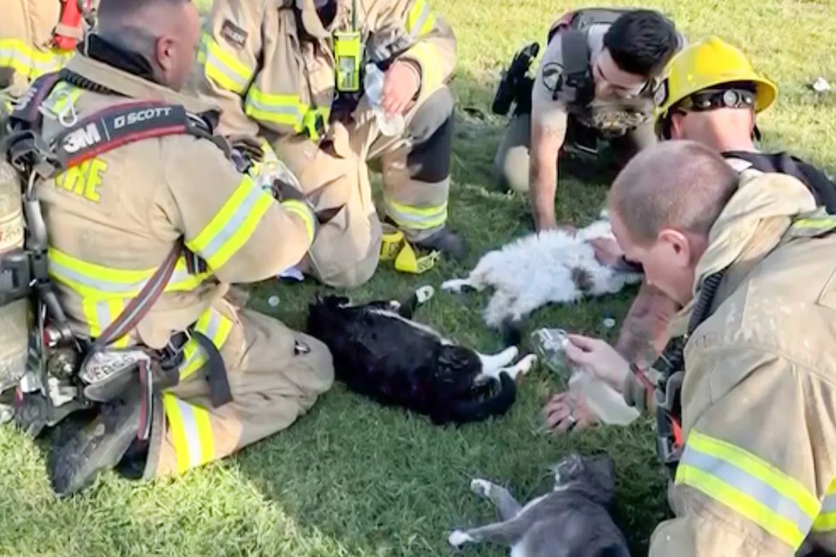 California Firefighters Revive 4 Cats Found Unconscious with 'Mouth-to-Snout' CPR After Apartment Fire