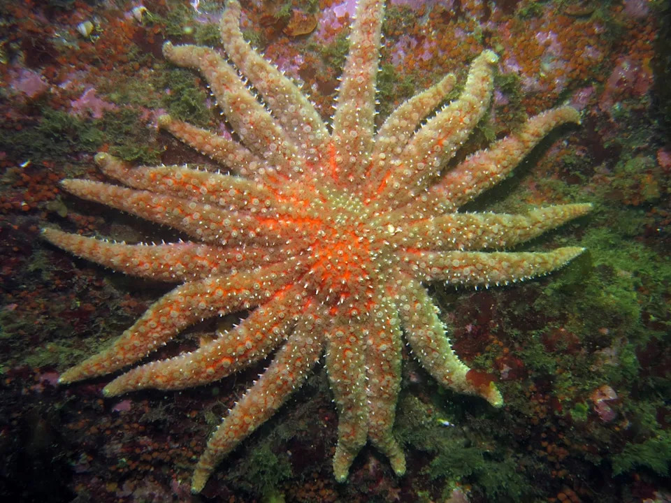 Sunflower sea stars are considered to be threatened species. Federal experts say they are still working on a proposal to list the animals as such under the Endangered Species Act (NOAA)