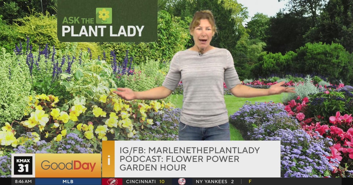Plant Lady (part 2) 8am