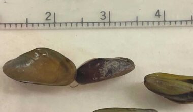 Sacramento County declares emergency over invasive golden mussels