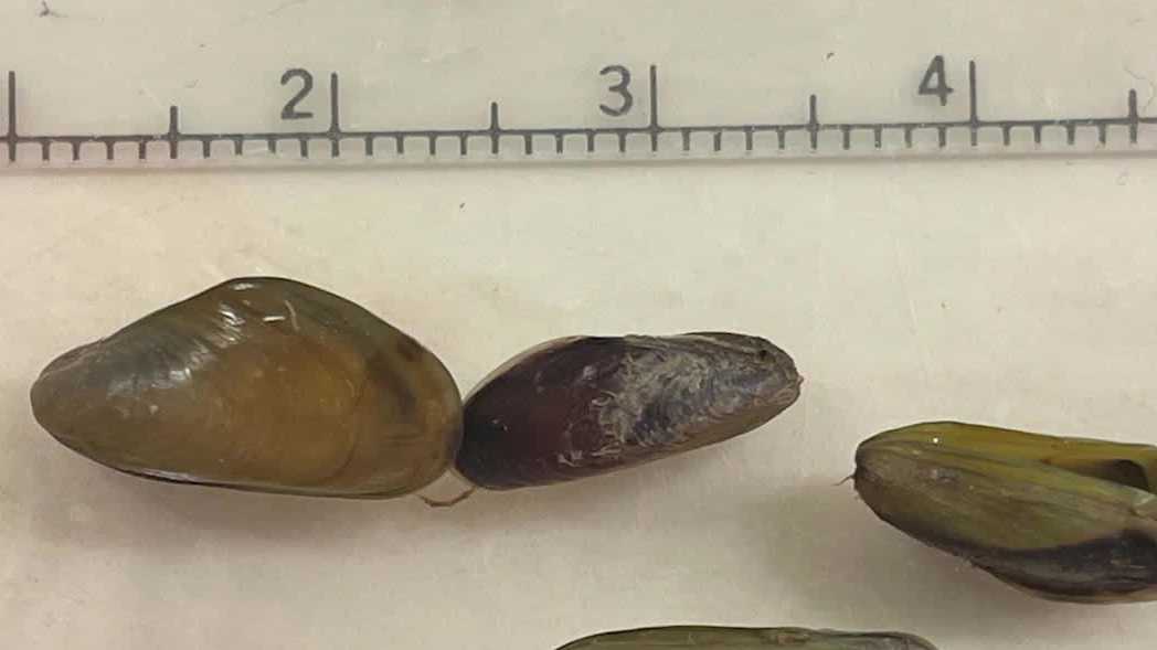 Sacramento County declares emergency over invasive golden mussels
