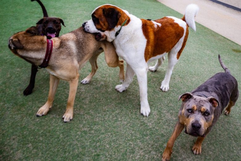 Four dogs interact on a grassy surface; two playfully wrestle, one bites another's ear, and a fourth dog looks toward the camera.