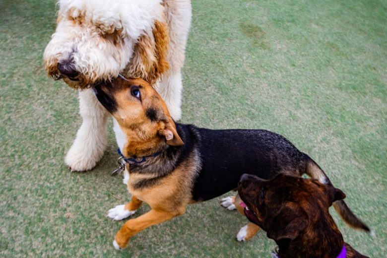 Three dogs interact on a grassy surface; a large fluffy dog stands while two smaller dogs, one black and tan, the other brindle, engage closely with it.