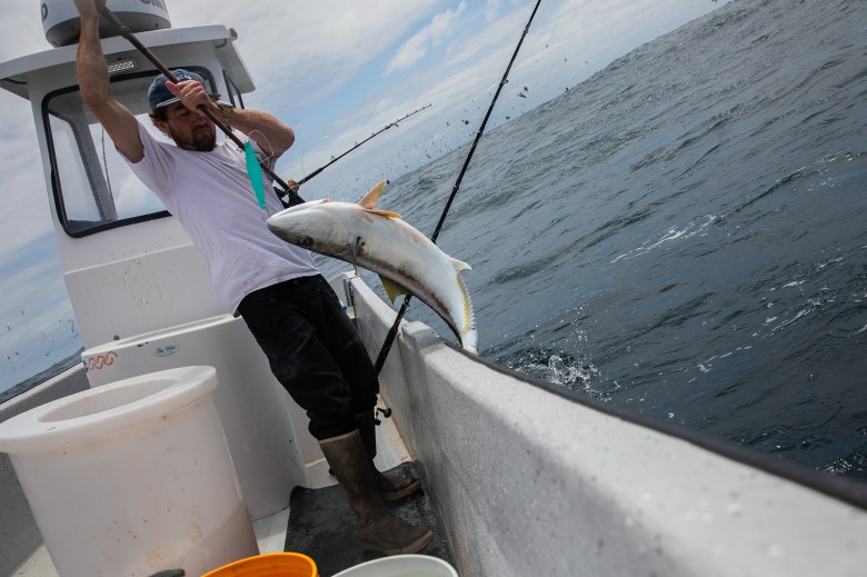 A person uses a fishing rod to pull in a yellowtail fish as it bends onto a small white fishing boat, that sways among the ocean waves during a sunny afternoon. A large flock of birds can be seen in the distance.