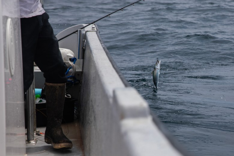 A small blue mackerel dangles from a fishing hook next to mall white fishing boat that sways among the ocean waves, during a sunny afternoon.