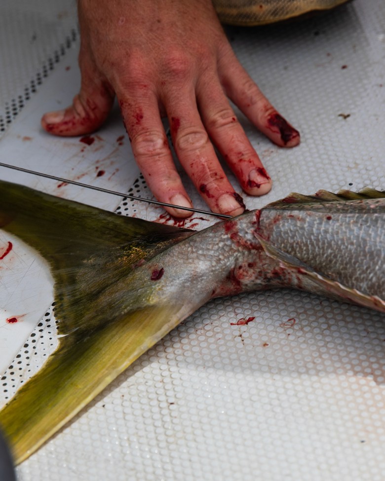 A close-up of a person’s hand covered in fish blood as they insert a wire cord into a yellowtails spinal cord. The fish’s tail is cut off in order for the cord to be inserted.