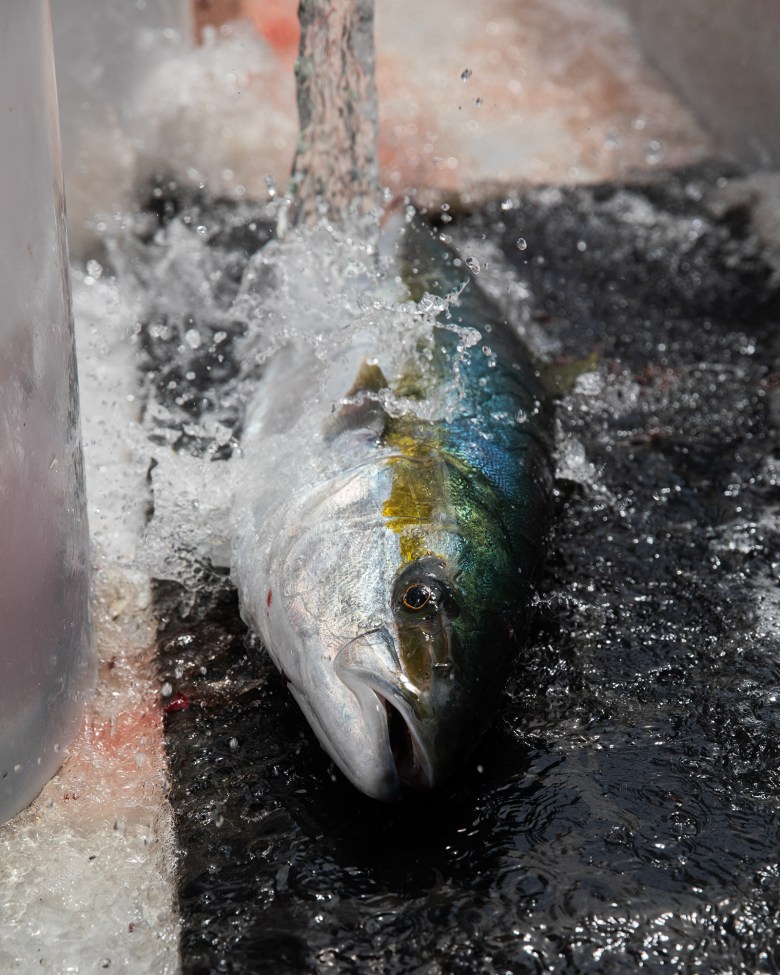 Water splashes onto a freshly caught yellowtail it lays on the floor of a boat.