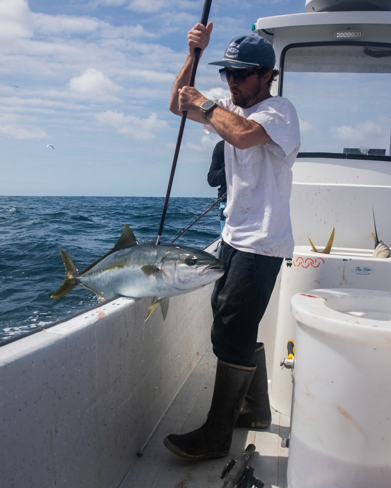 A person uses a gaff to rest a freshly caught yellowtail on the edge of a small white boat, that sways among the ocean waves, during a sunny afternoon.