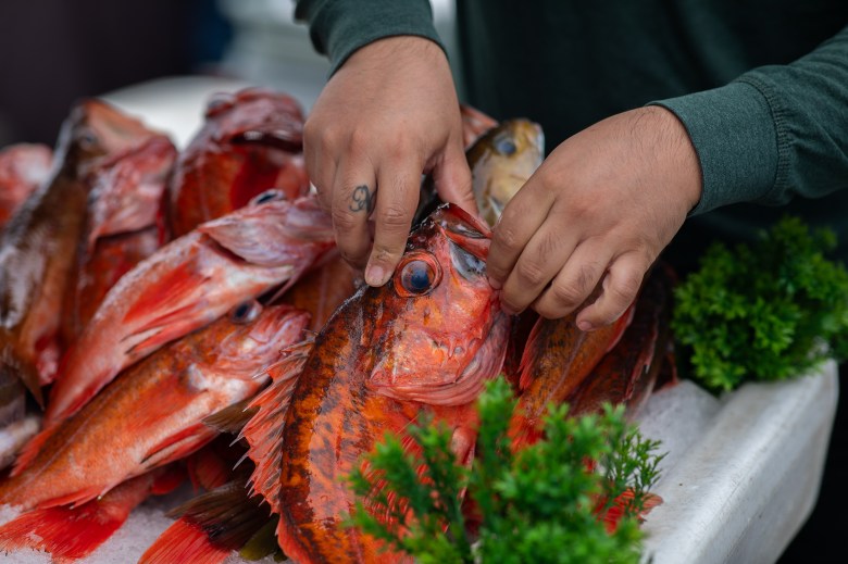 A close-up of a person’s hand inside the mouth of a bottomfish as adjust the dimply of fish for sale at a fish market.