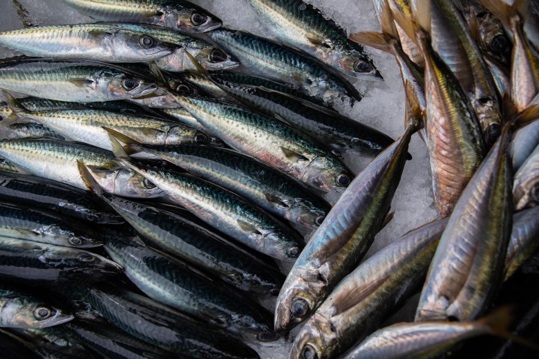 Rows of blue and gold mackerel fish lay on top of ice while displayed at a fish market.