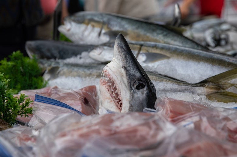 A close-up of a mako shark head on display next to other fish for sale in a booth at a fish market.