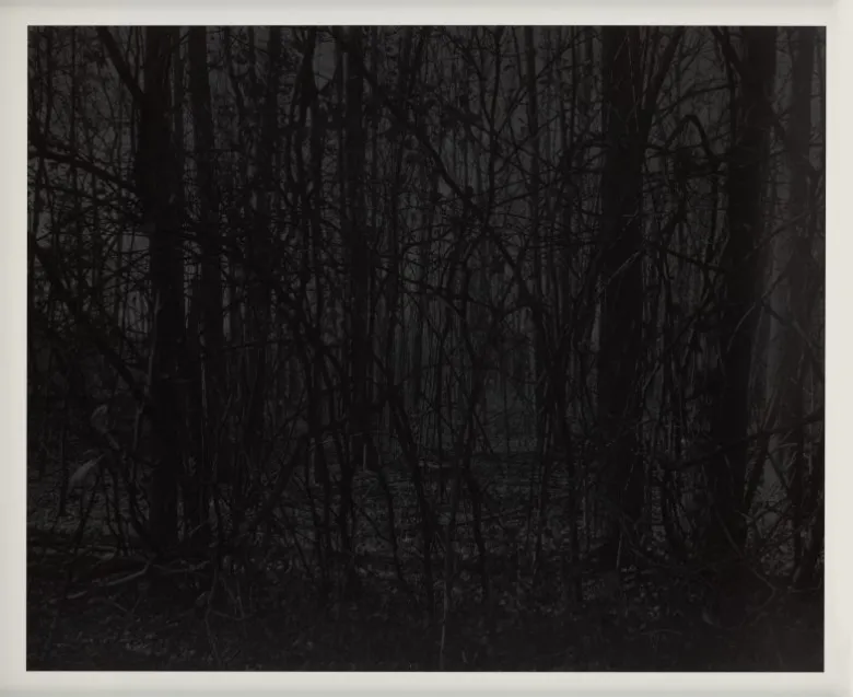 A dense, dark forest with tangled branches and leafless trees, creating a shadowy, obscured view through the woods.
