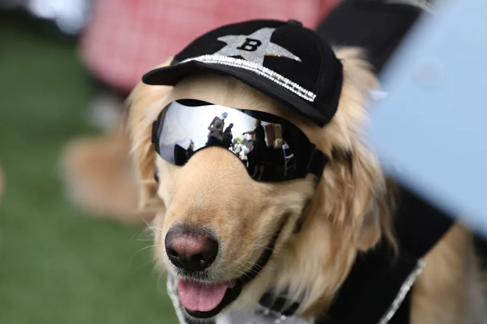 Bentley wears some shades on the bright day. Jonathan Alcorn for CA Post