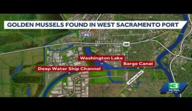 Golden Mussels Found Around the Port of West Sacramento