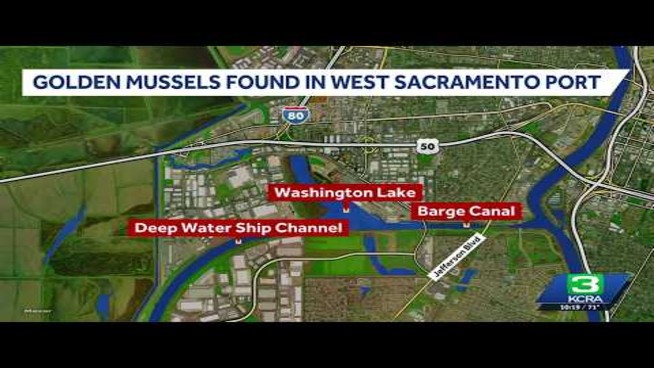 Golden Mussels Found Around the Port of West Sacramento