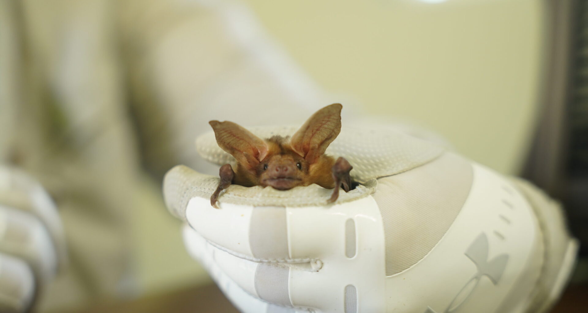 Close-up of a baby bat