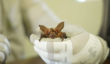 Close-up of a baby bat