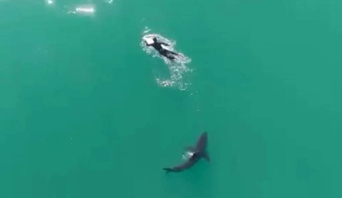 Drone Footage Shows Shark Circling Surfer In California