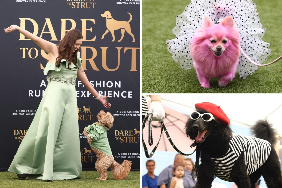 Adorable doggy fashion show 'Dare to Strut' takes Los Angeles by storm