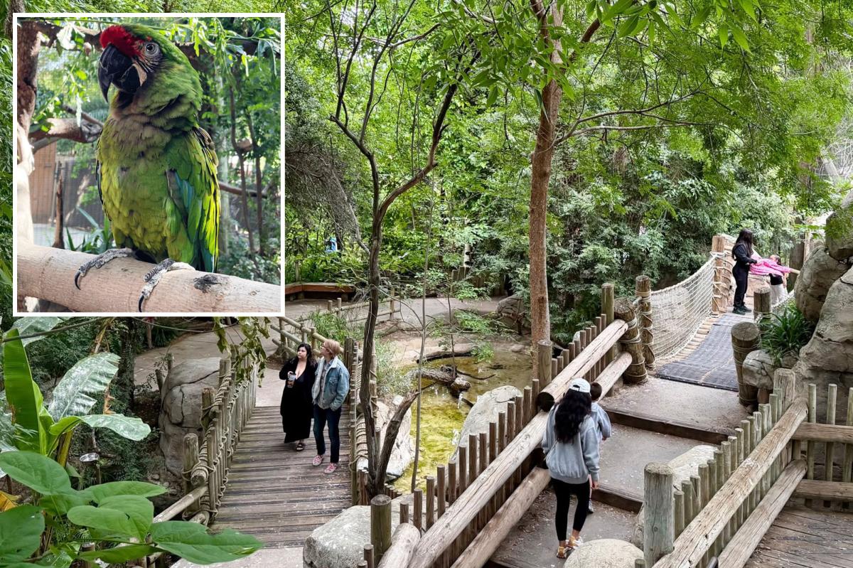 Fresno Chaffee Zoo parrot Sarge missing after flying from Roeding park