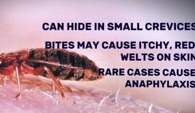 Bed bug discovery comes days before California's expanded return-to-office policy