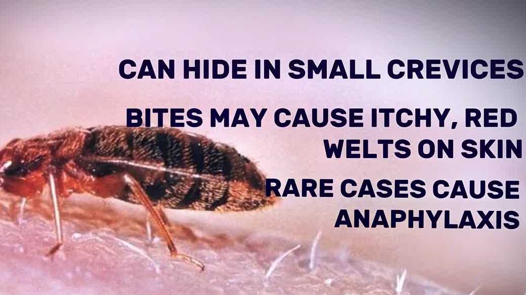 Bed bug discovery comes days before California's expanded return-to-office policy