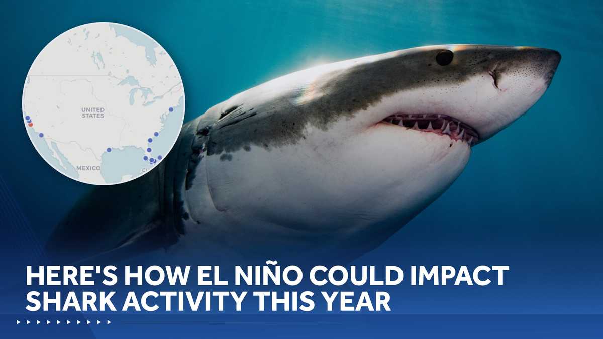 Florida, California may see more sharks this year