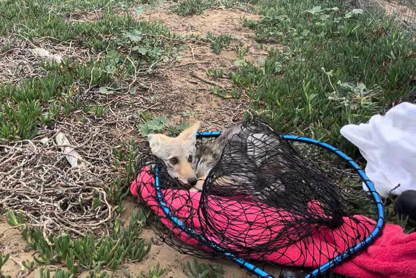 (Photo: San Francisco Animal Care and Control)