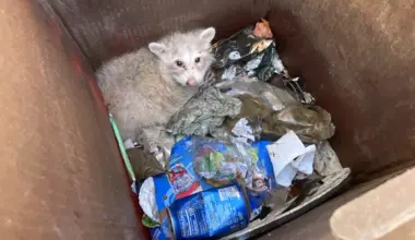 Rare Animal Found in Trash Can in Oakland During Garbage Clean-Up – One Green Planet