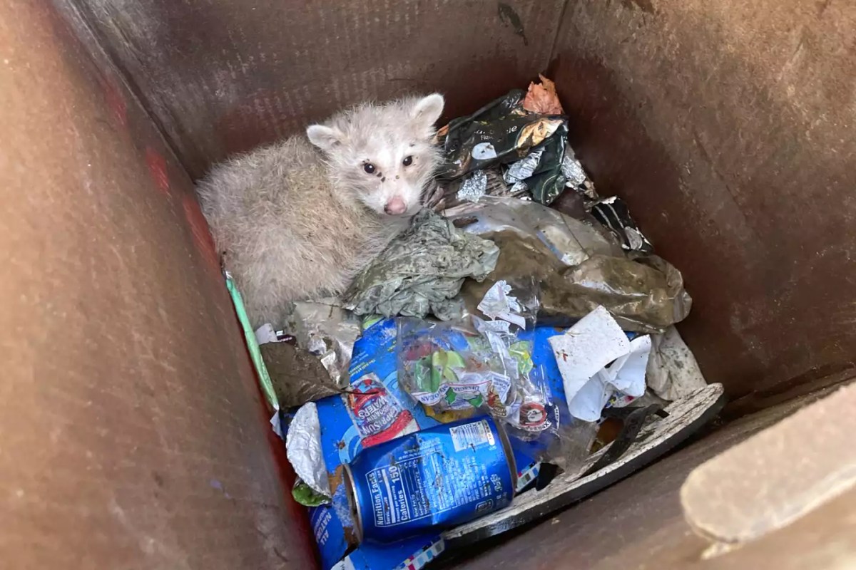 Rare Animal Found in Trash Can in Oakland During Garbage Clean-Up – One Green Planet