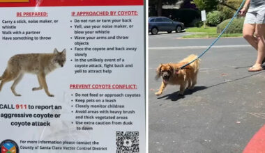 San Jose dog owner describes close encounter with coyote amid increase in sightings