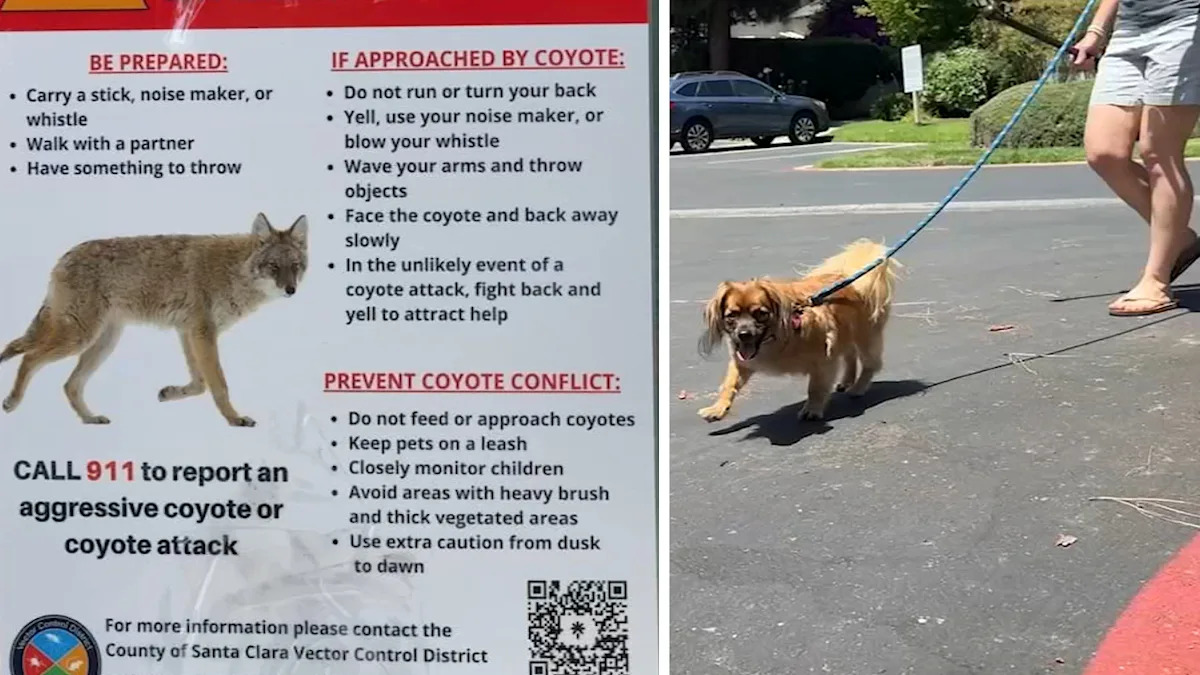 San Jose dog owner describes close encounter with coyote amid increase in sightings