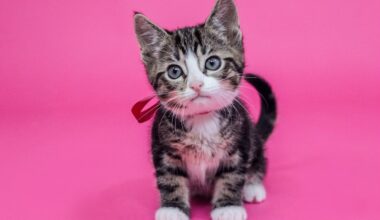 East Bay pets of the week for June 5