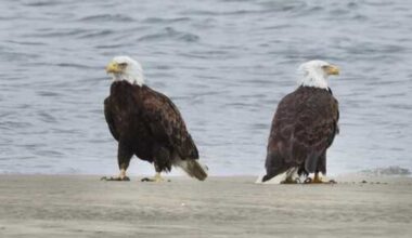 Photographer captures rare photo of a pair of eagles in this East Bay city