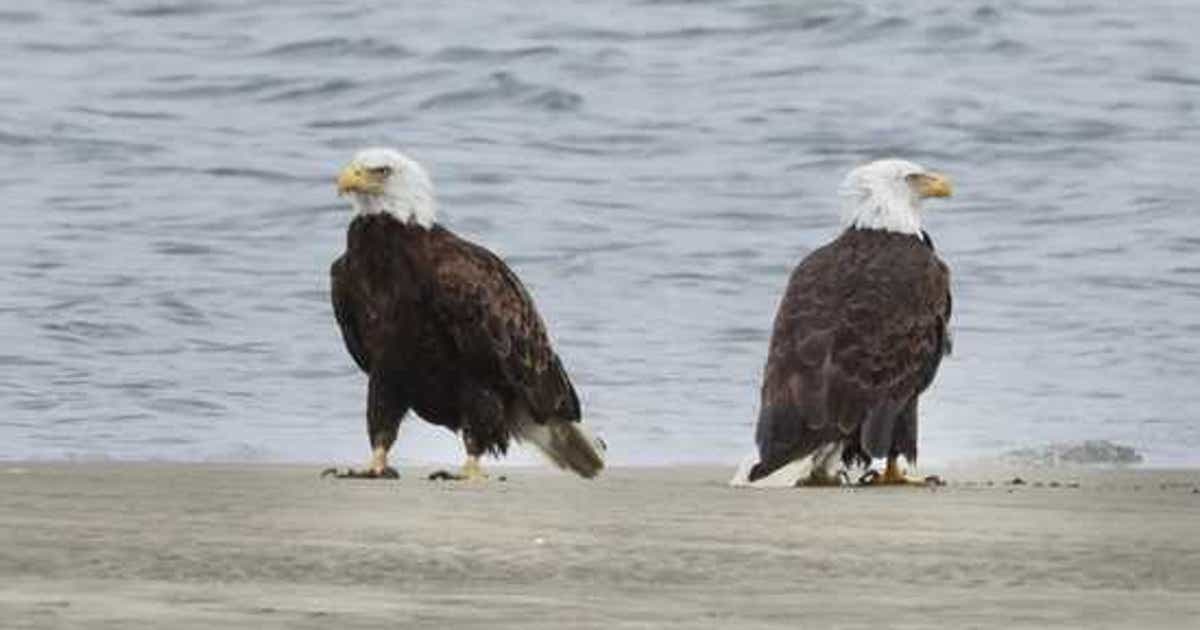 Photographer captures rare photo of a pair of eagles in this East Bay city