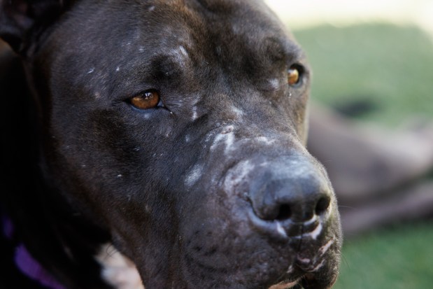 Oliver, an estimated 4-year-old pit bull sent to Miranda's Rescue earlier this year, was retrieved by Dan Martinez after allegations emerged that the organization was killing dogs in its care. Photographed on Monday June 1, 2026, in San Jose, Calif. (Dai Sugano/Bay Area News Group)