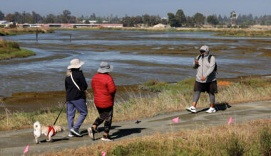This top Bay Area bird-watching spot was nearly paved over
