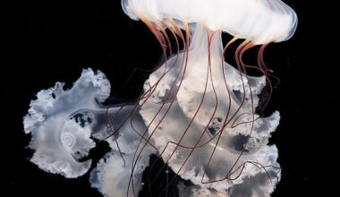 Aquarium of the Pacific in Long Beach Debuts an Exhibit All About Jellyfish