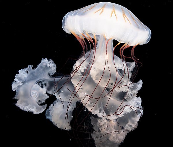 Aquarium of the Pacific in Long Beach Debuts an Exhibit All About Jellyfish