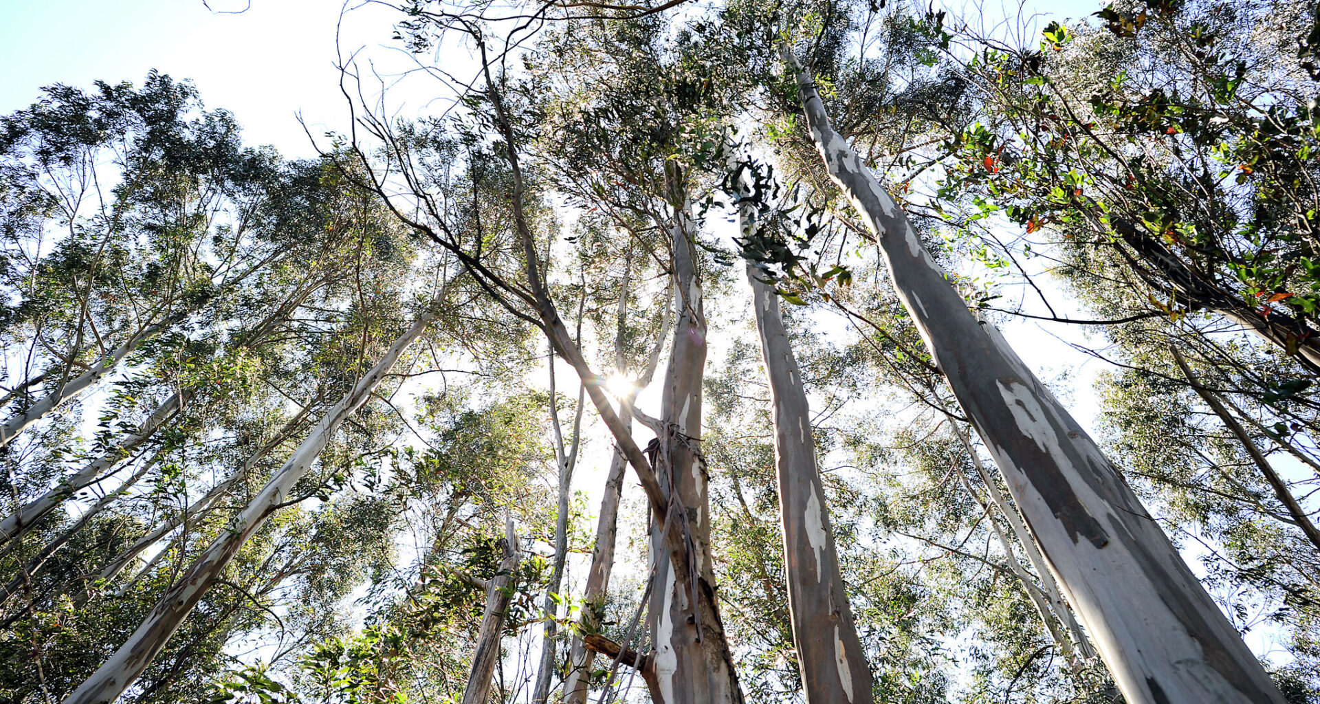 Eucalyptus trees in this S.F. park may pose wildfire risk