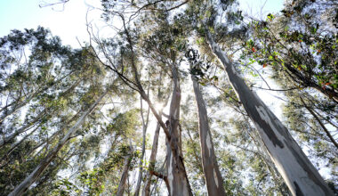 Eucalyptus trees in this S.F. park may pose wildfire risk