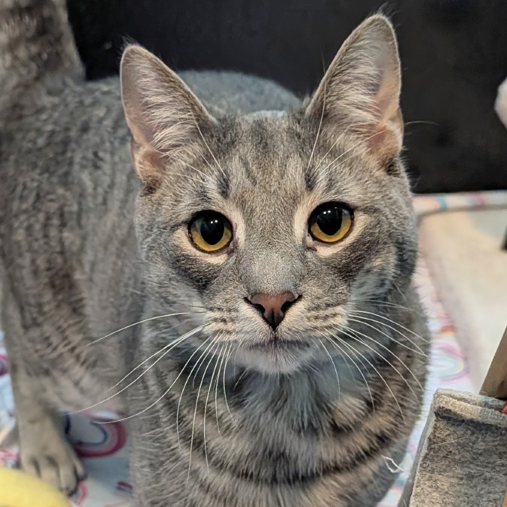 PJ is a 1-year-old, male, domestic shorthair cat. (Photo courtesy...
