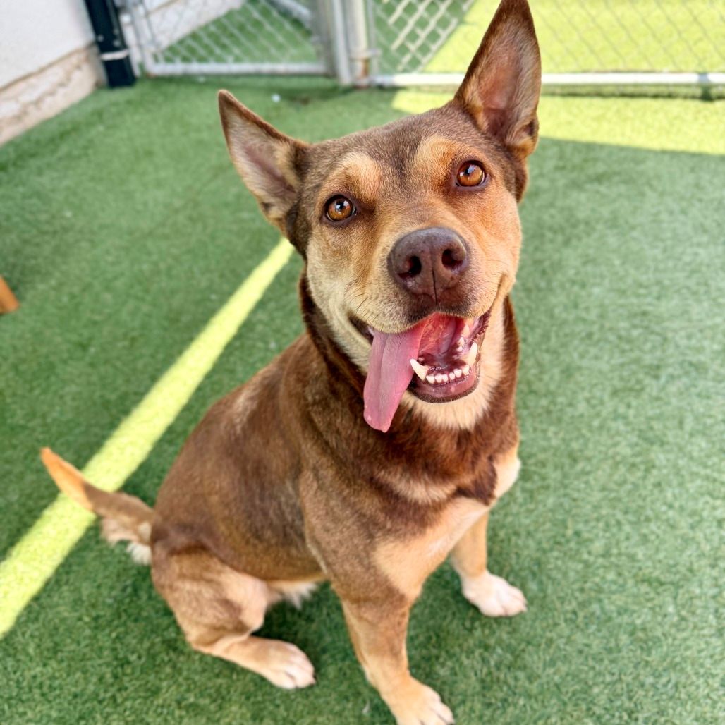 Poochie is a 2-year-old, female, shepherd mix. (Photo courtesy of...