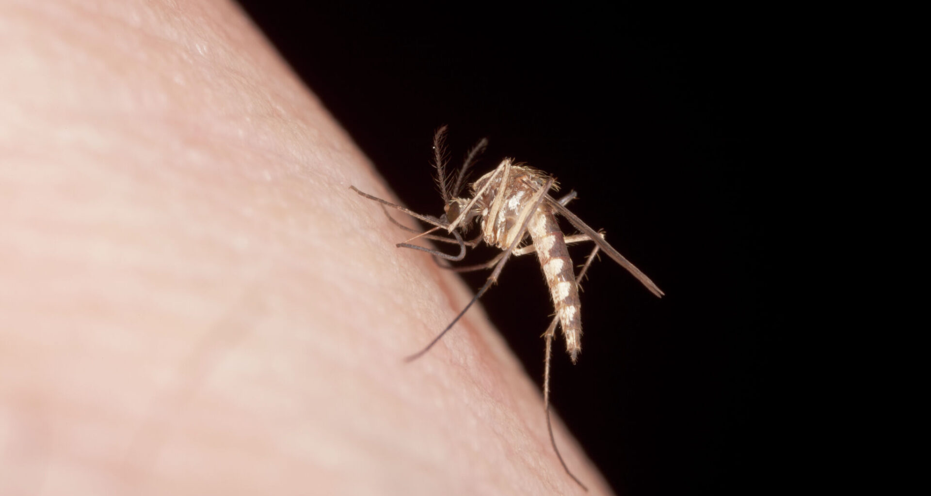Why Google wants to release 32 million mosquitoes in California