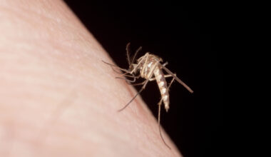 Why Google wants to release 32 million mosquitoes in California